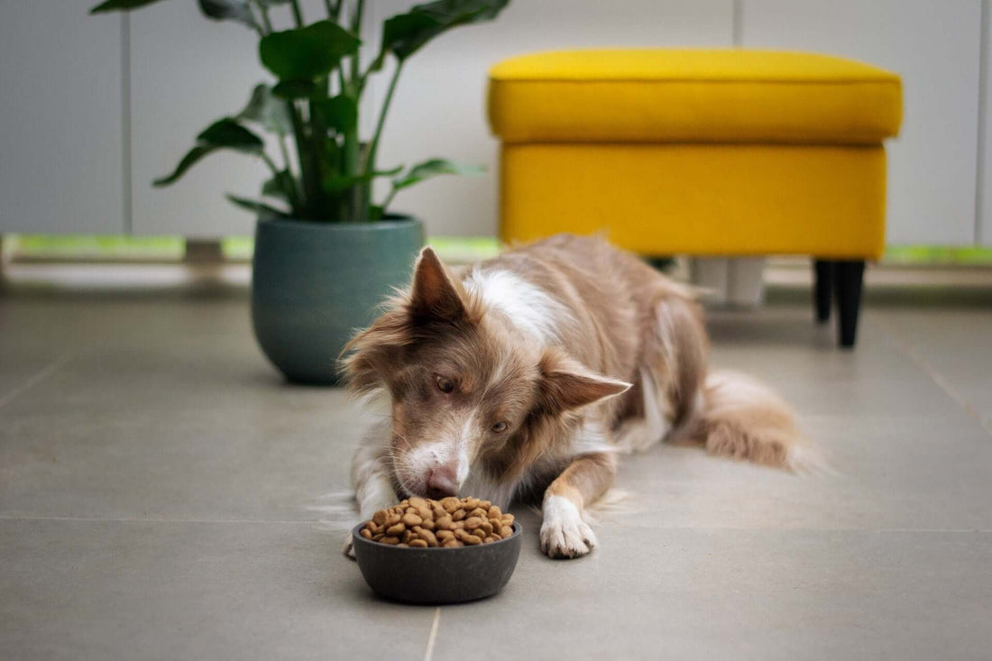 Best Food for Dogs: The Complete Dog Food Guide for Pet Owners in the Philippines