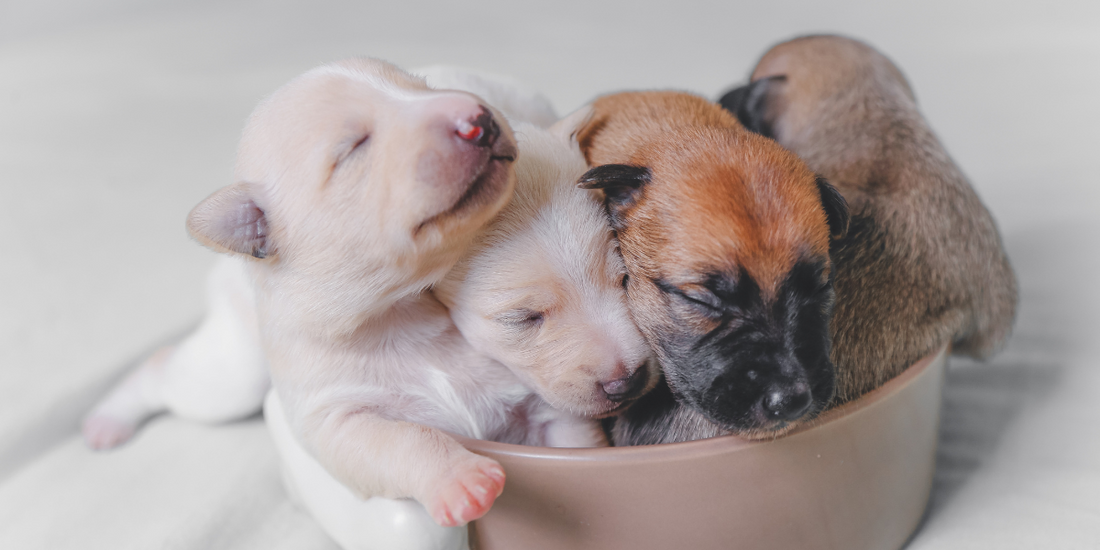 What Dog Food is Best For Puppies? Here’s What You Should Consider