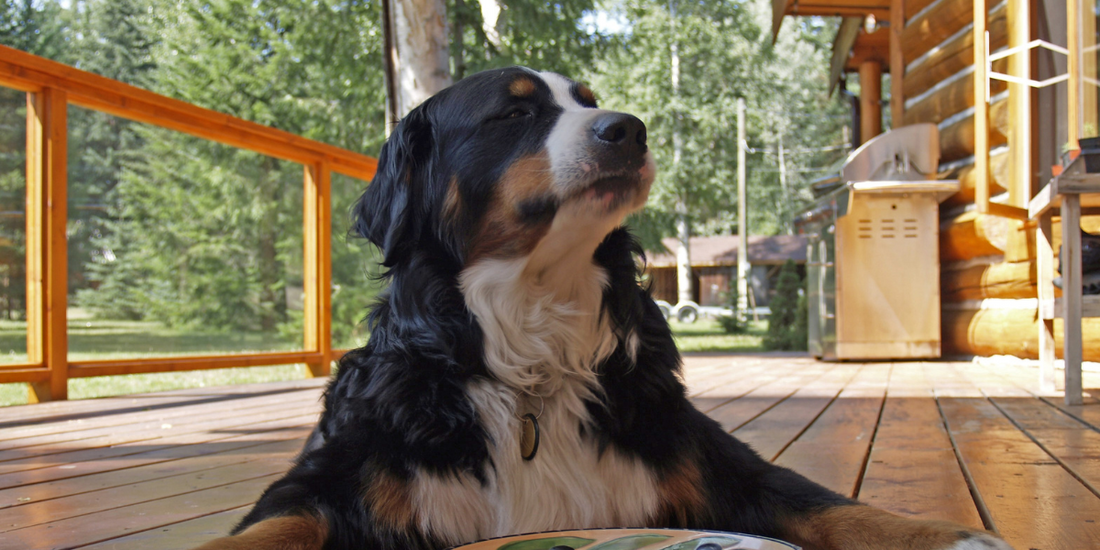 Is There Dog Food for Picky Eaters?