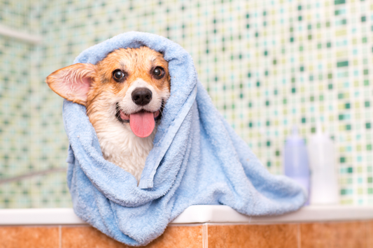 Image of a wet dog covered in a towel after bathing