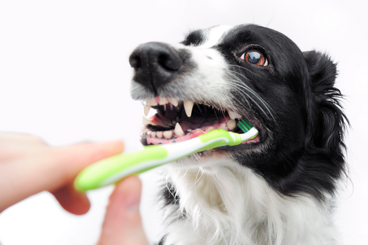 Image of a dog's teeth being brushed